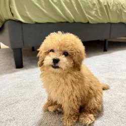 ✨ Mini Golden Doodle Puppy – 9 Weeks Old – “Lola”