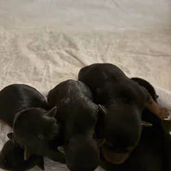 Yorkie babies 223