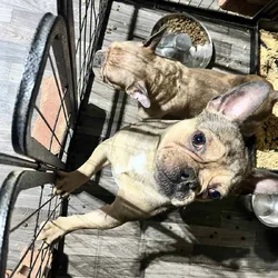 French Bulldog