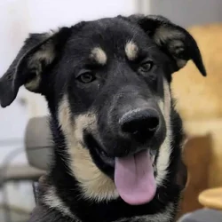 Shepherd/husky mix