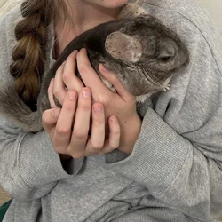 Chinchilla for sale