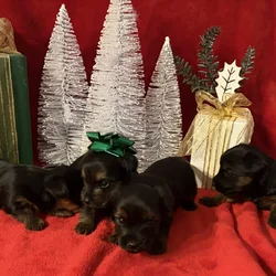 Purebred Yorkies