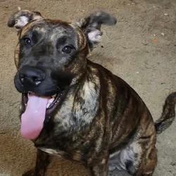 Free Dog to Good Home