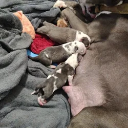 Exotic Staffy Bullie Pups