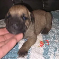 Cane Corso puppies