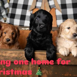 Puppy for sale