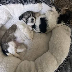 Morkie female puppies