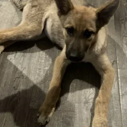 German Shepard Husky Puppies