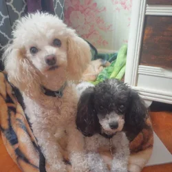 Adorable Bonded Pair