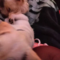 I have 3 puppies for sell