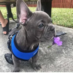 French Bulldog for sale
