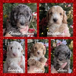 Micro Mini Goldendoodle Puppies