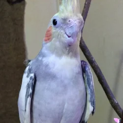 Friendly Male Cockatiel