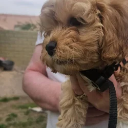 Cavapoochon puppy Clove (blue)