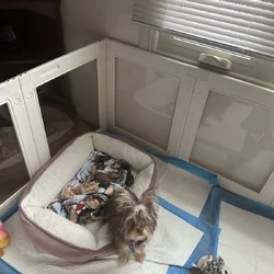 Cute female puppy