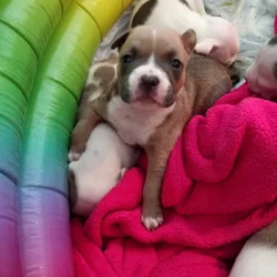 Premium Pocket Bully Puppies – Males & Females