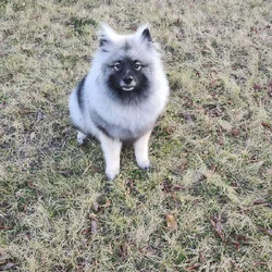 Keeshond Puppy