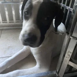 American Bandogge XXL