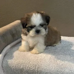 Shih Tzu puppies