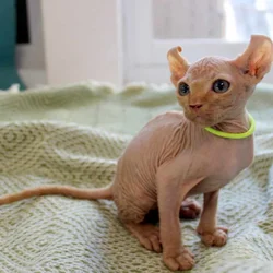 Elf Sphynx babies