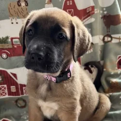 Saint Shepherd Puppies. RARE!