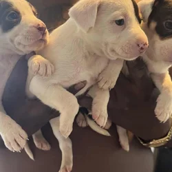 Pitbull puppies 6 weeks