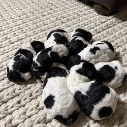 Gus & Penny’s Puppies