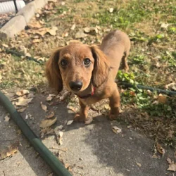 Mini weiner dog for sale