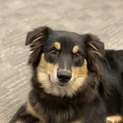 Waffles needs a loving home