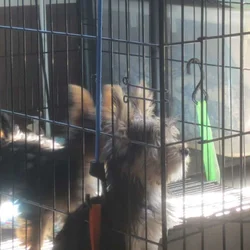 Yorkie puppies on sale