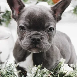 French Bull dog Female