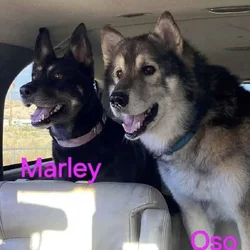 Wolf dogs