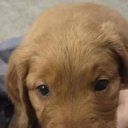 Golden Retrievers purebred puppies