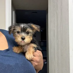 Yorkie Puppy Girl