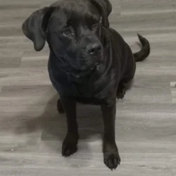 EVA, The Big Black Dog