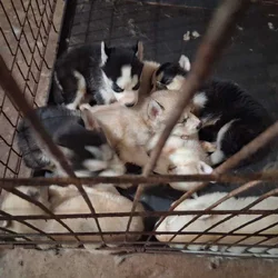 Husky pups