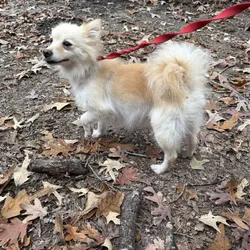 Pomeranian