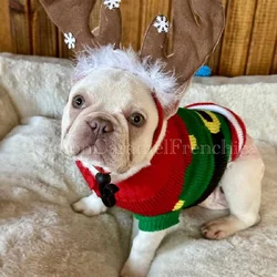 Platinum female French Bulldog