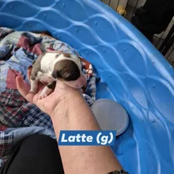 "Latte" - F- Born 11-22-2025