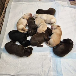 AKC REGISTERED LABRADOR RETRIEVERS PUPPIES
