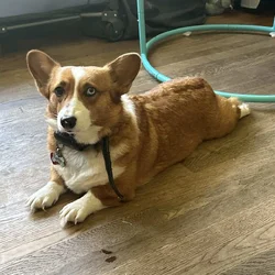Corgi