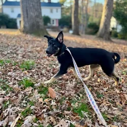 Belsky Pup