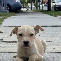 Pups / dog for sale