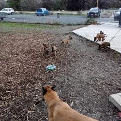 belgium pups