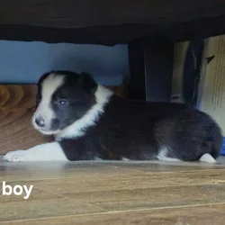 Border Collie Puppies