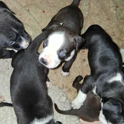 Cute pitbull pups