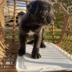 CANE CORSO