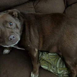 Sweet Ginger needs a forever home