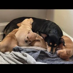 Free Puppies