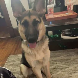 Looking to rehome our 6 month old German Shepard